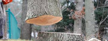 How Our Tree Care Process Works  in  Clinton, IN