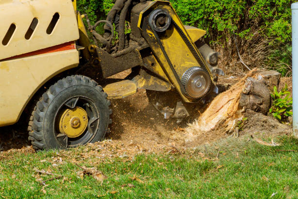 Professional Tree Services in Clinton, IN
